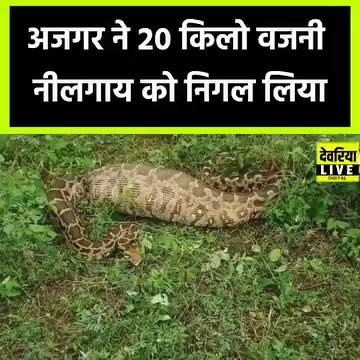 अजमेर के ब्यावर में एक 15 फीट लंबे विशालकाय अजगर ने लगभग 20 किलो वजनी नीलगाय के बछड़े को निगल लिया।