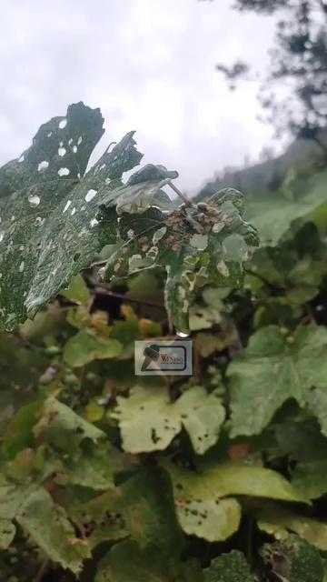 A grape leaf adorned with raindrops captures a moment of freshness and renewal
topfans
.
.
.