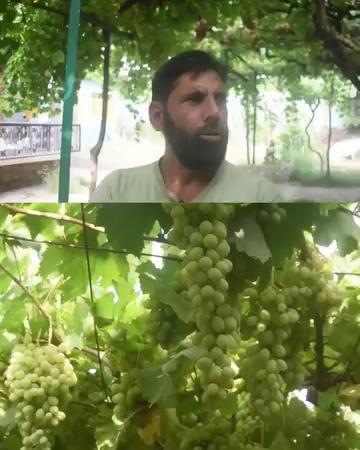 The Grapes village of Kashmir" Khanpora Ganderbal