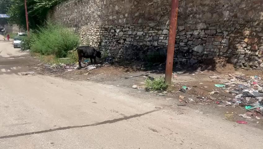 Stray Cow eating plastic waste dumped outside NHPC Hospital Kishtwar required immediate attention from Municipality Officials along with action against those throwing plastic waste despite Municipality waste collection vans are providing service to the people.