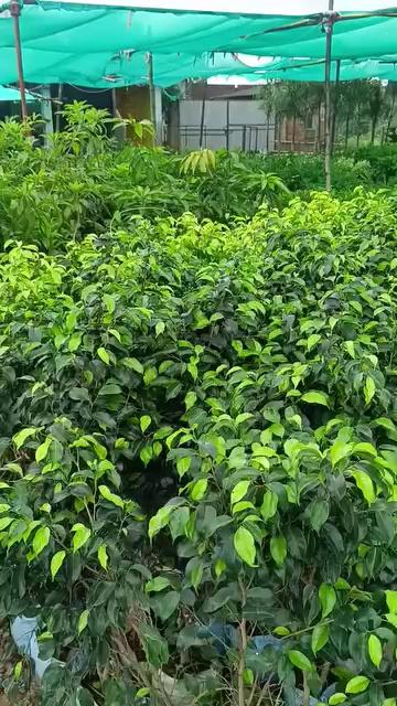 Green life nursery saraipali 9977675757