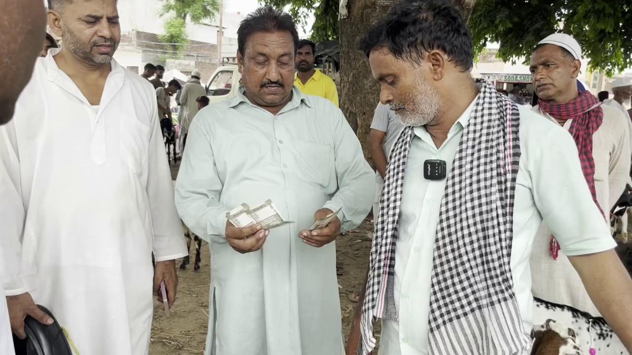 किरतपुर का बकरा बाजार || किरतपुर बकरा मंडी || पालने वाले बकरी के बच्चें || प्रेग्नेंट बकरी || दो बच्चों वाली बकरी 2024