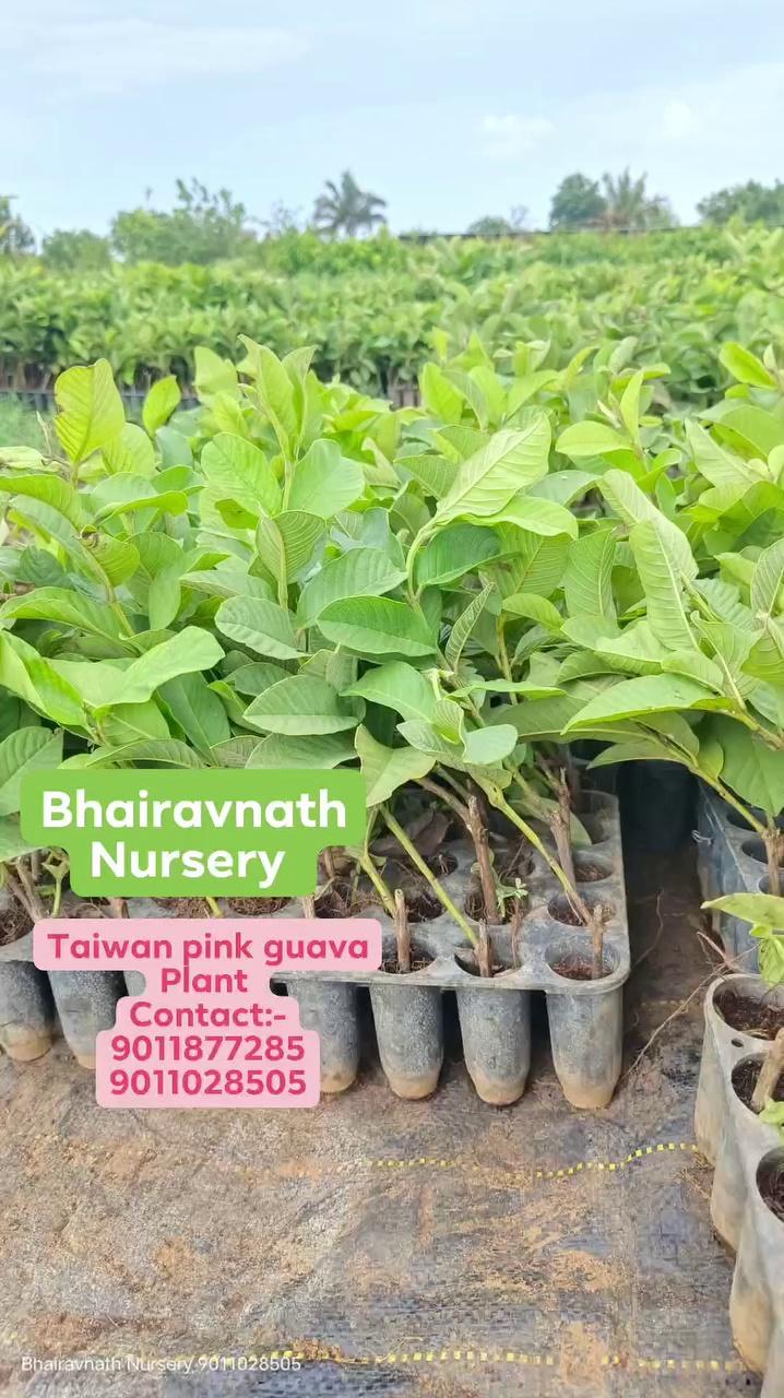 Taiwan pink guava Plant available
Contact:-9011877285
9011028505
Bhairavnath Nursery Pune
Indapur Kalas