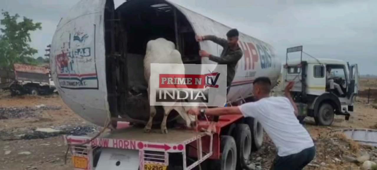 गैस टैंकर की आड़ मे पशु तस्करी का प्रयास विफल 19 पशुओं को लखनपुर पुलिस ने मुक्त करवाया