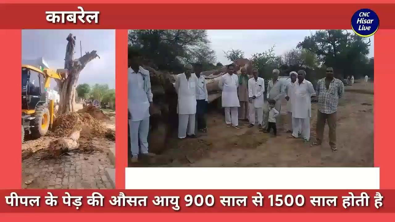 300 साल पुराना पेड़ गिराए जाने पर भावुक हुए लोग _
CNC Hisar Live