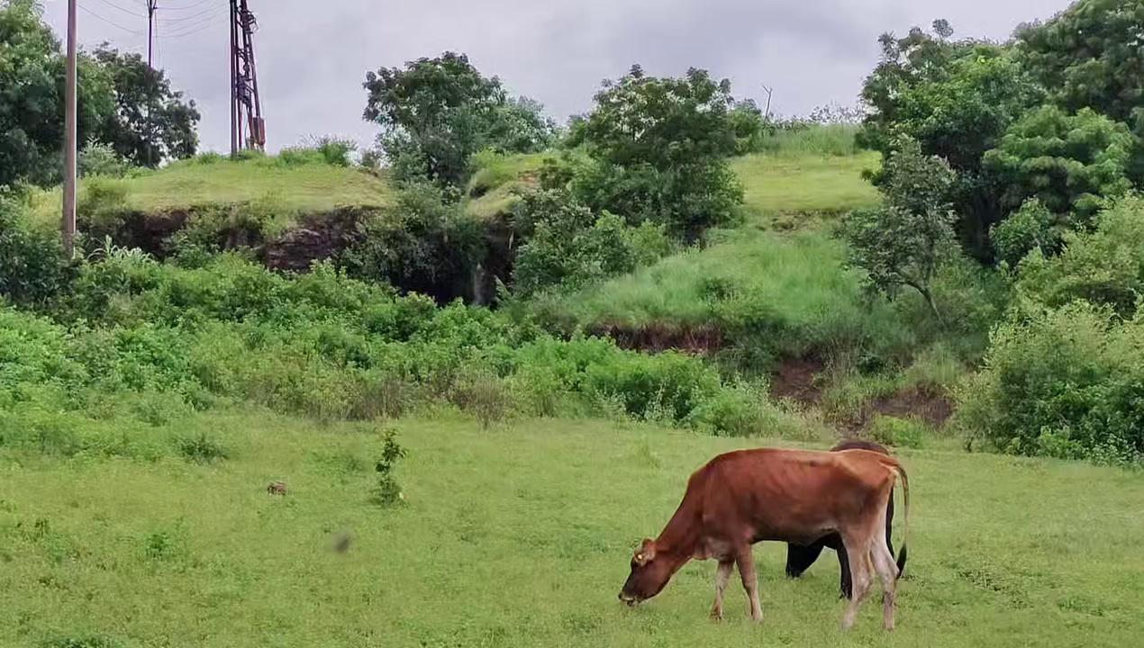 Help for making good new shelter for Go mata ...,STATE BANK OF INDIA
SINDHKHED RAJA, JALANA -SINDKHED RAJA ROAD,
TALUKA -SINDHKEDH RAJA.BULDANA - 443203.
IFSC CODE : SBIN0011426.
CURRENT ACCOUNT NO. 39694026587.