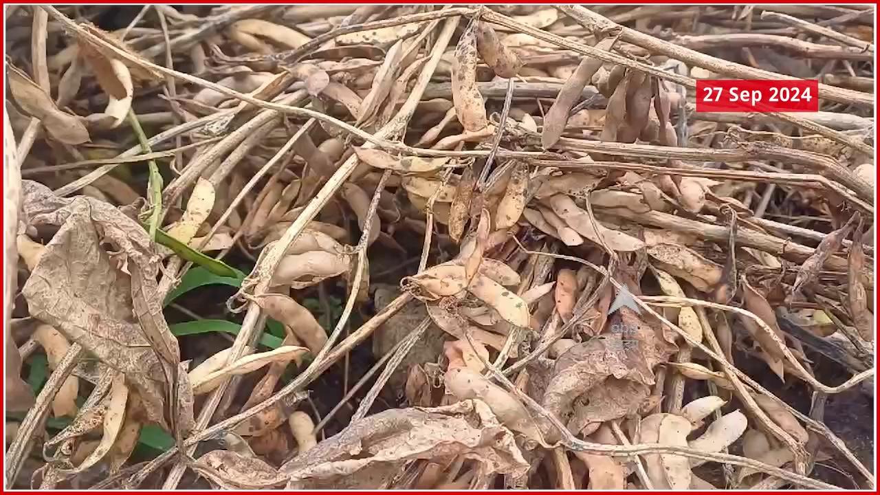 Hingoli Soyabean Loss due to Rain : परतीच्या पावसाने हिंगोलीत सोयाबीनचे नुकसान