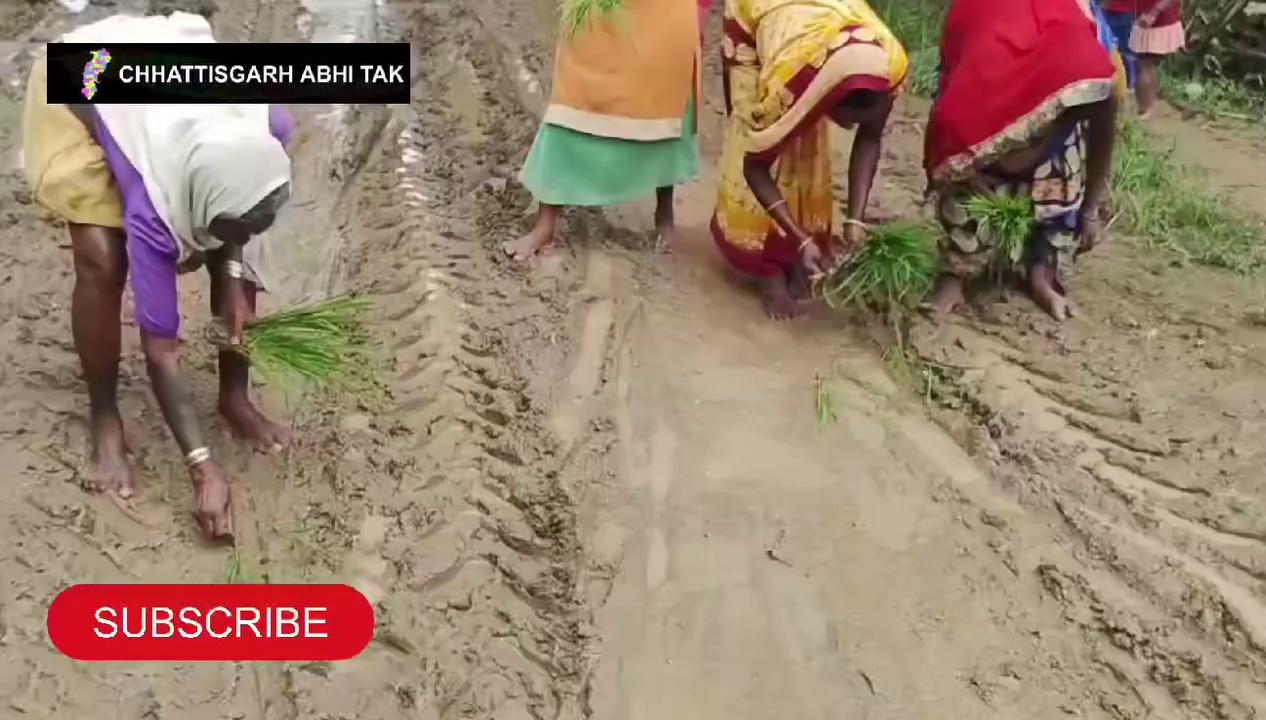 कीचड से भरी सड़क पर महिलाओं ने लगाया रोपा,खेत बन चुकी है सूरजपुर जिले के इस गांव की सड़क