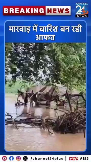 मारवाड़ में बारिश बन रही आफत
लोहावट में बने बाढ़ से हालात, मकानों के आसपास जलभराव
तीसरे दिन भी लगातार बारिश जारी, कई घर पानी से घिरे
आकाशीय बिजली गिरने से 100 से अधिक मवेशियों की मौत
300 से अधिक घर पानी से घिरे
लोहावट के पास रेलवे ट्रैक क्षतिग्रस्त, राहत और बचाव कार्य जारी