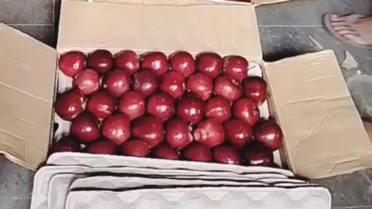 शिमला सेब मंडी में पहुंचा सेब जाने क्या भाव बिका।
#himachalpradesh #apple #shimla #newsmitr
Himachal News Apple Growers(Rohru)