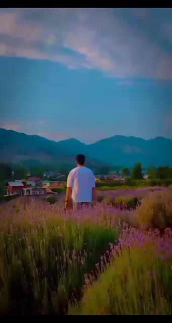 The beauty of #Lavender Field in south Kashmir #bijbehara anantnag