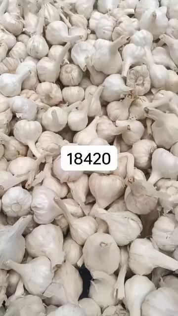 jaora garlic Mandi today arrived at 4500 + begs market 120 se 230