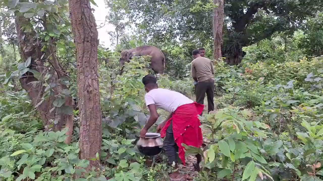 हज़ारीबाग वन विभाग के टीम द्वारा रेगुलर निगरानी कर झुण्ड से बिछड़ा घायल हाथी को इलाज करवाया जा रहा है। इस कार्य हेतु वन विभाग को बहुत बहुत धन्यवाद