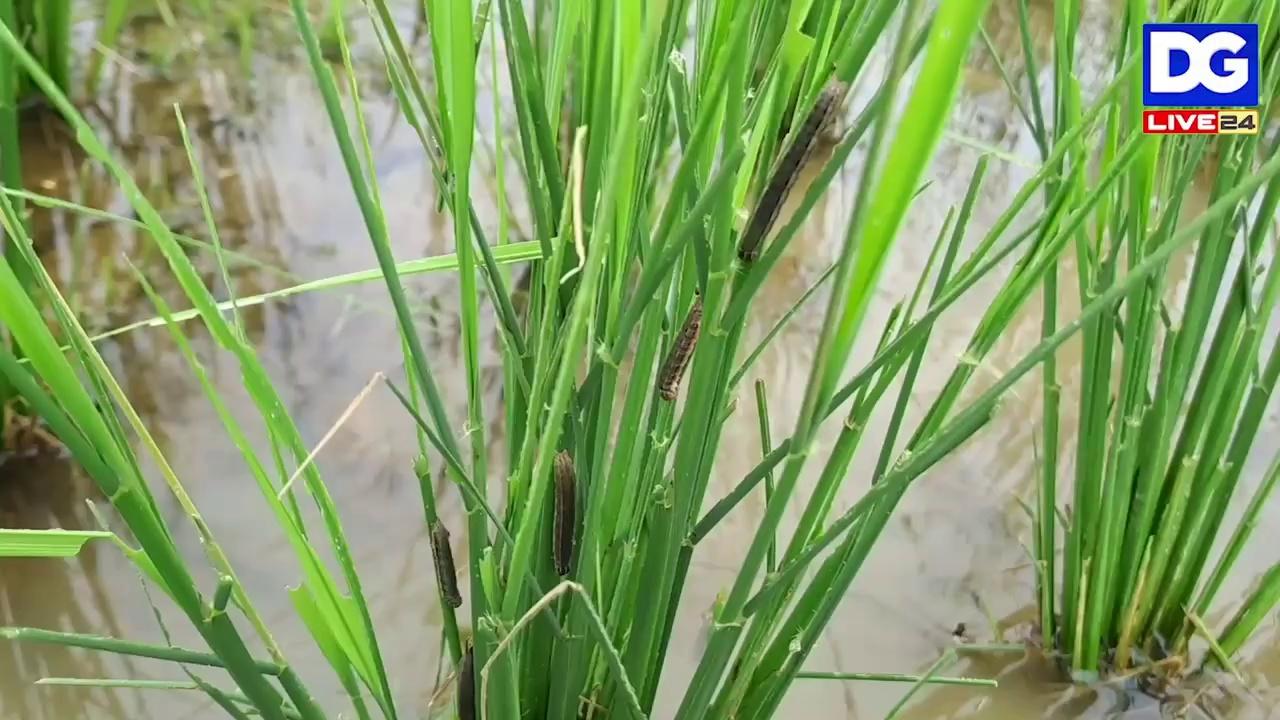 শিৱসাগৰ পানবেচাত খেতিয়ক সকলৰ মাজত লাগিছে হাহাকাৰ...