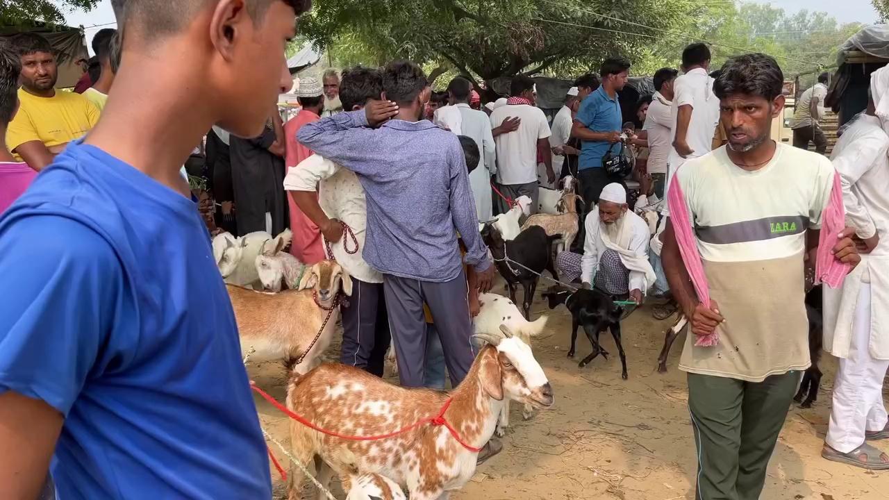 मंगल बाज़ार || तहरपुर बकरा मंडी मुरादाबाद उत्तर प्रदेश