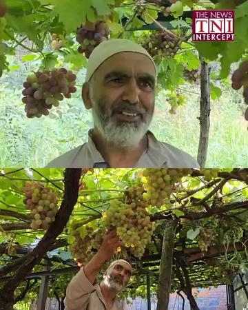 "The Grapes village of Kashmir" Reipora ganderbal , as almost every household is involved in cultivation of grapes