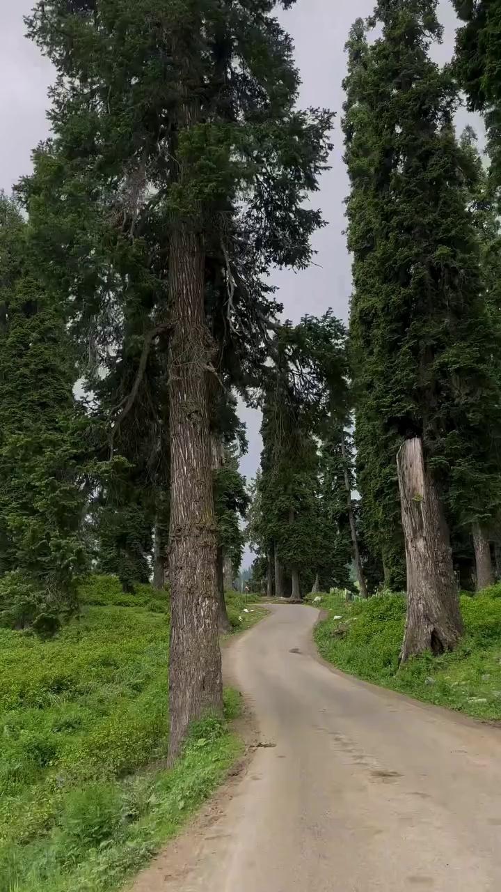 Check out the summer view of Buta Pathri, Gulmarg, Kashmir. Pure joy, limitless beauty.