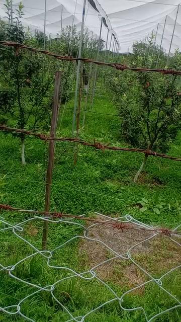 Sargaon Apple from Arunachal Pradesh