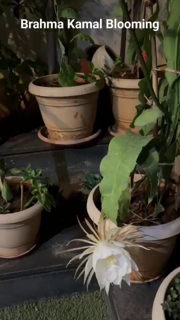 Brahma Kamal Blooming Nirmali