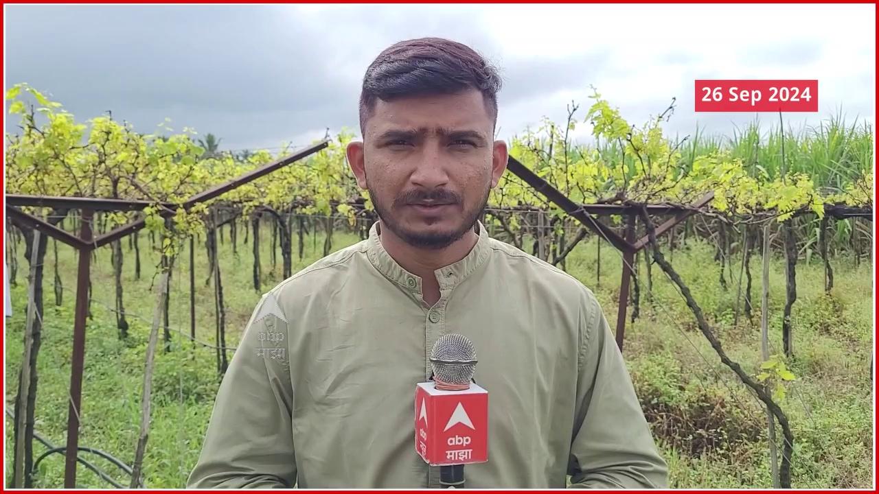 Sangli Grapes : सततच्या पावसामुळे द्राक्ष उत्पादक शेतकऱ्यांसमोर मोठं संकट