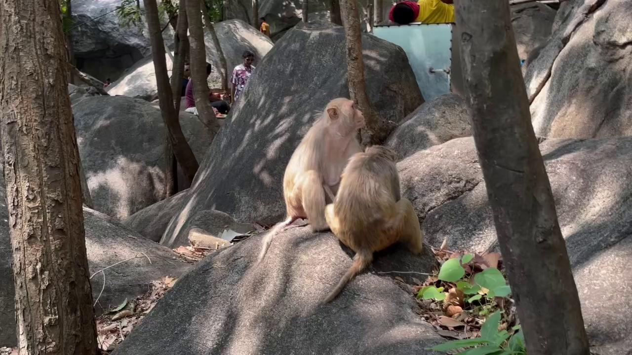 बन्दरों के साथ मजे करना हो तो जरूर यहाँ आना । Trikut Hill Deoghar | Deoghar Trikut Pahad