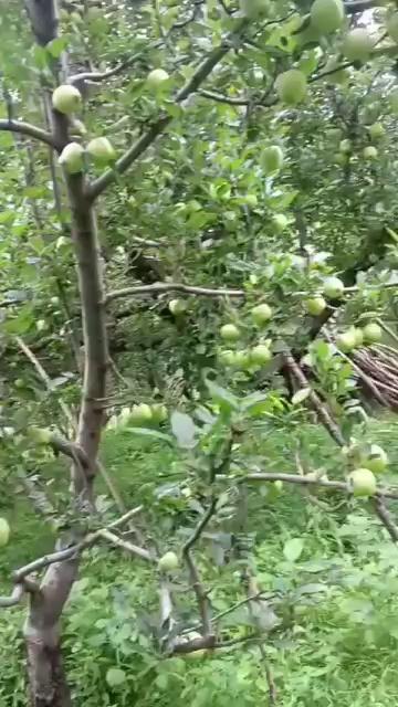 20224 ftuit set delicious Verity
Badermargh orchards Frisal kulgam
Send by grower from Frisal kulgam.
Aqib Bashir Frisal Times