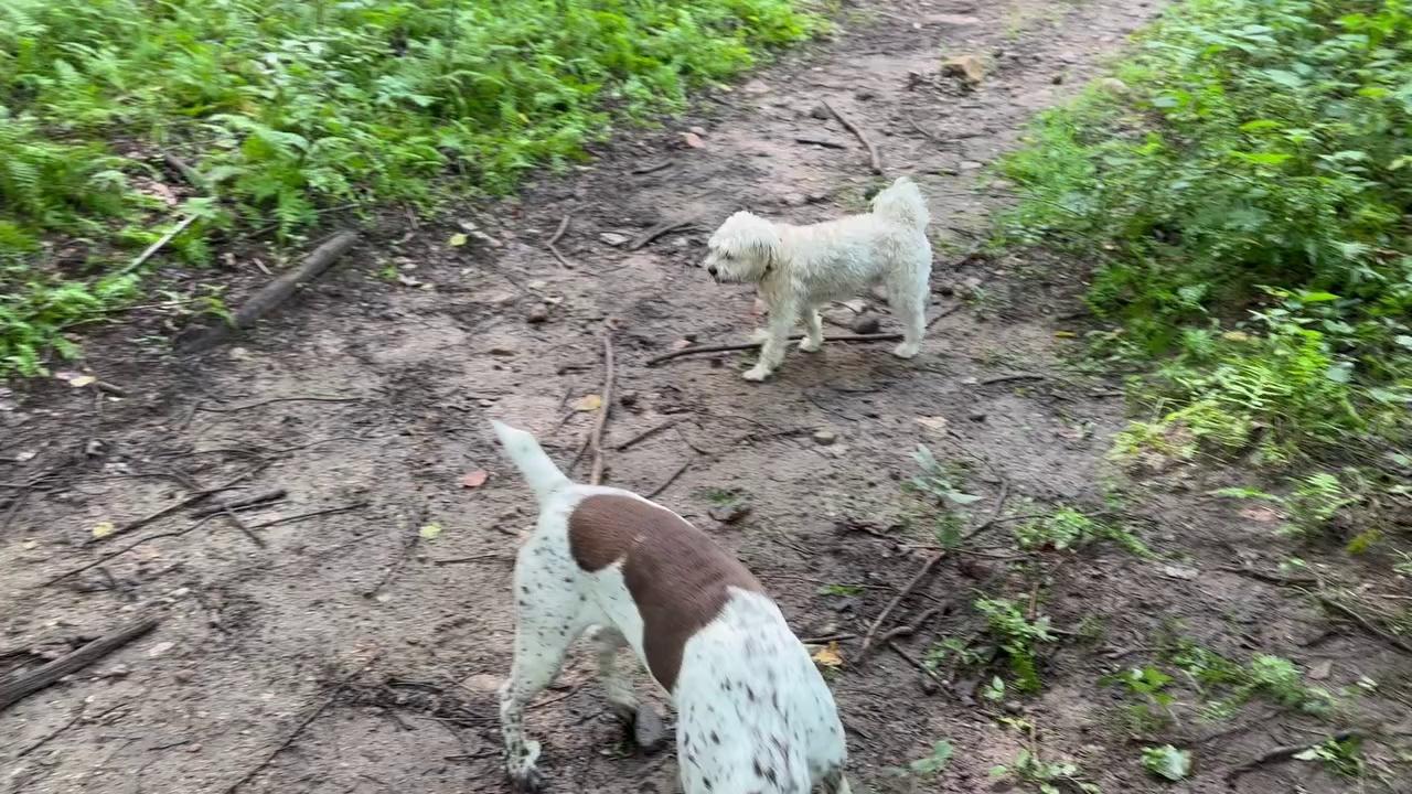 Some exciting Tuesday trail time!
Cody, Murphy, Rosie, Chase, Josey, Raylan, Daisy, Bowie, Nala, Adele, Loki, Hamilton, and Rigsby!