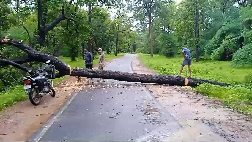 पिछले दो दिनों हो रही लगातार बारिश के चलते पतौर रेंज अंतर्गत आने वाले स्टेट हाइवे में पनपथा से ताला और पतौर से मानपुर में कई पेड़ गिर गये।
आवागमन सुगम हो सके, इसके लिए पतौर फारेस्ट टीम सुबह से पेड़ हटवाया जा रहा है।