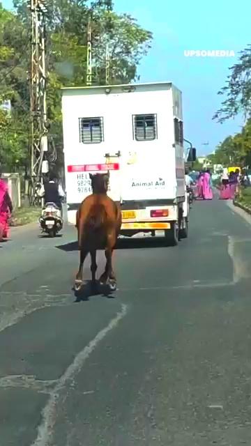 A horse was spotted desperately running.
He didn’t care if he had to cross in between vehicles and many obstacles.
And he ran for five miles behind an ambulance that was carrying his sick sister to a medical center in Udaipur, Rajasthan.