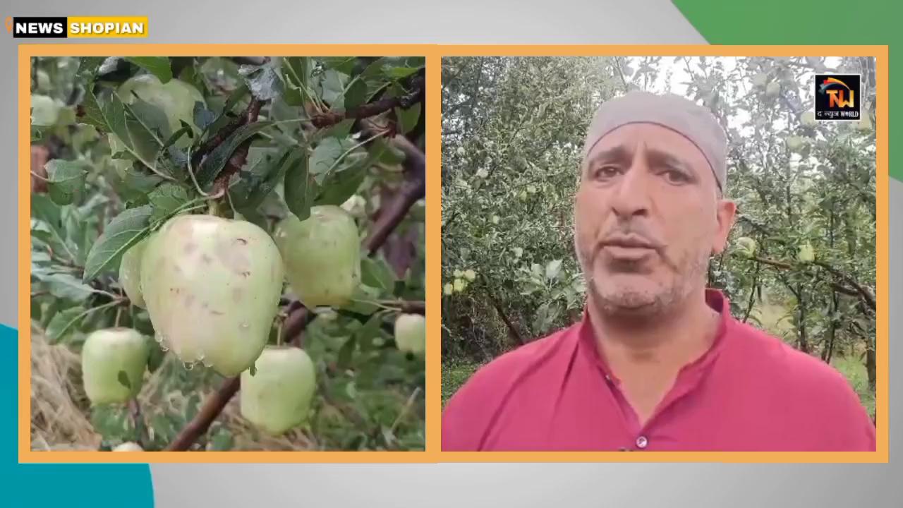 SHOPIAN | Heavy hailstorm in, Pushama, Reshangri, Kanjiullar of Shopian district. Apples and other crops affected