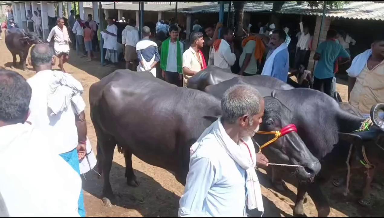 29 जुलाई दिन सोमवार बख्तियारपुर पशु मंडी से देखें भैंसों की कीमत।।