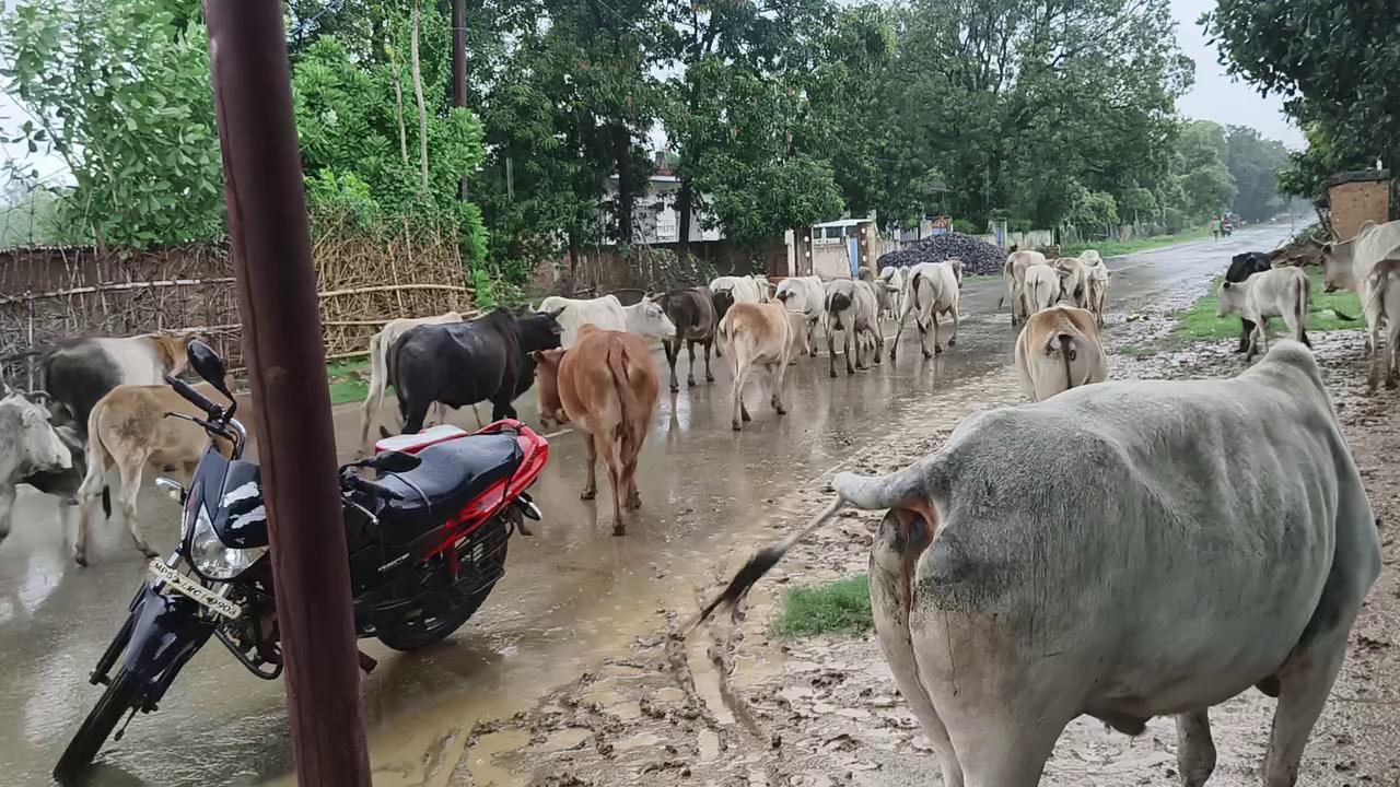 जनपद सिहावल क्षेत्र के अंतर्गत विभिन्न ग्राम पंचायत में आवारा पशुओं का रोड बना सहारा सरकार की बनी गौशालाएं सिर्फ कागज पर सीमित कागजों पर खाया जा रहा है सरकार का चारा भूसा जगह-जगह बनी गौशालाएं सिर्फ शो पीस बनकर रह गई हैं आवारा पशुओं का हो रहा जीना मुश्किल लगातार लोग हो रहे हैं एक्सीडेंट प्रशासन बना है मूकदर्शक भाजपा की सरकार गाय और हिंदू के नाम पर वोट लेकर सत्ता में आने के बाद इन आवारा पशु और गाय कि नहीं रखता कोई ध्यान सारे नियम कानून भूल जाते हैं किसान की हो रही फसल दुगनी