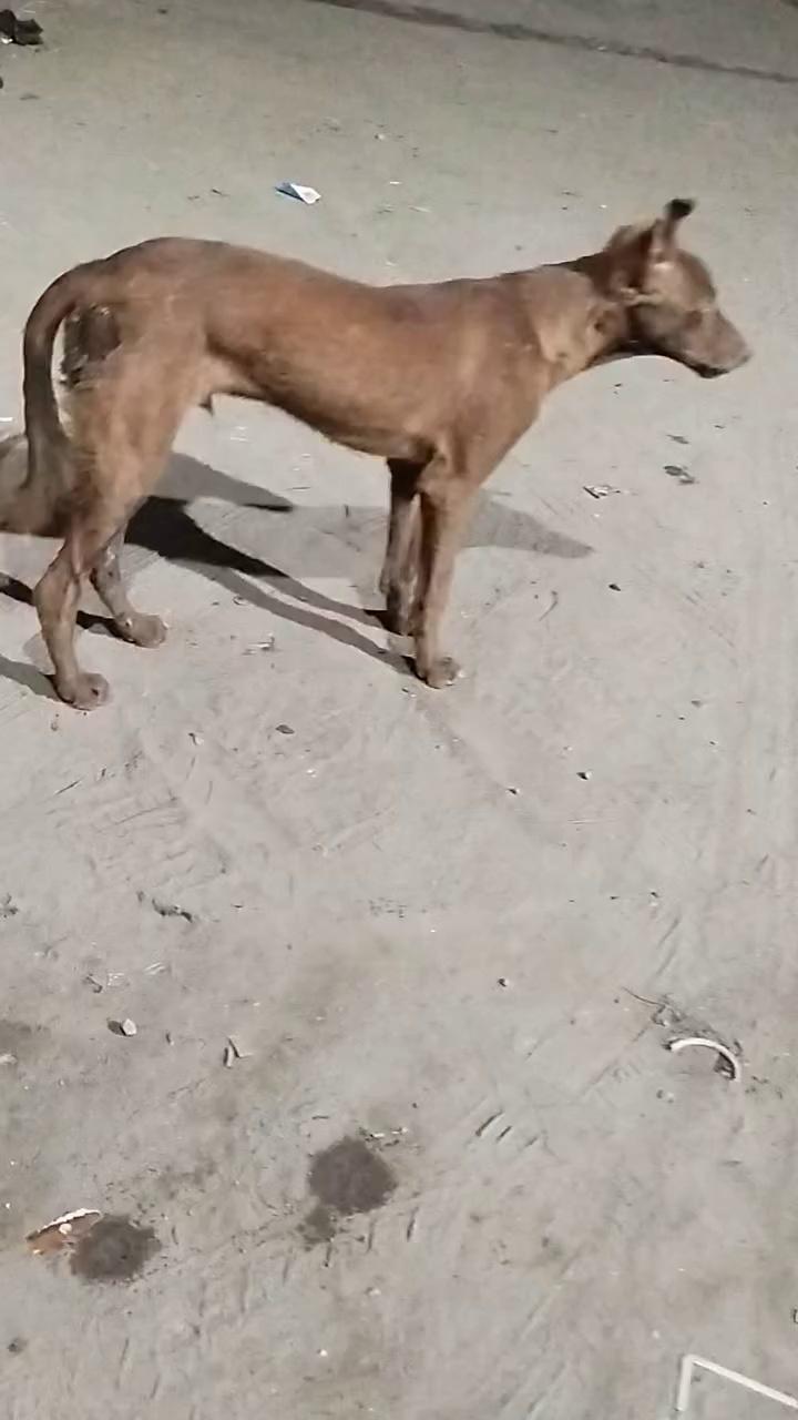 7982120497 .mobile nmbr. this guard is beating alalready injured dogs. name of culprit animal abuser manoj sharma. . RWA guard. Near mohan park, dayanand public school, m- Block ,
Model town phase 3 , north delhi , india