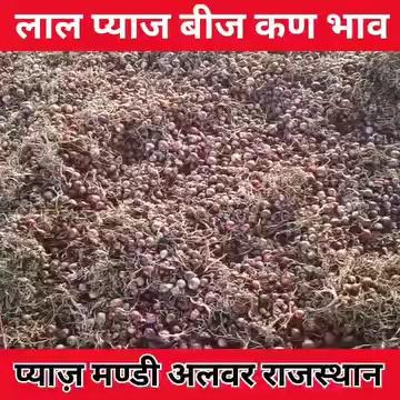 अभी भी बिक रहा है लाल प्याज का बीज कण भाव अलवर प्याज़ मण्डी राजस्थान/ Onion Seeds Rate Today Alwar Mandi Rajasthan