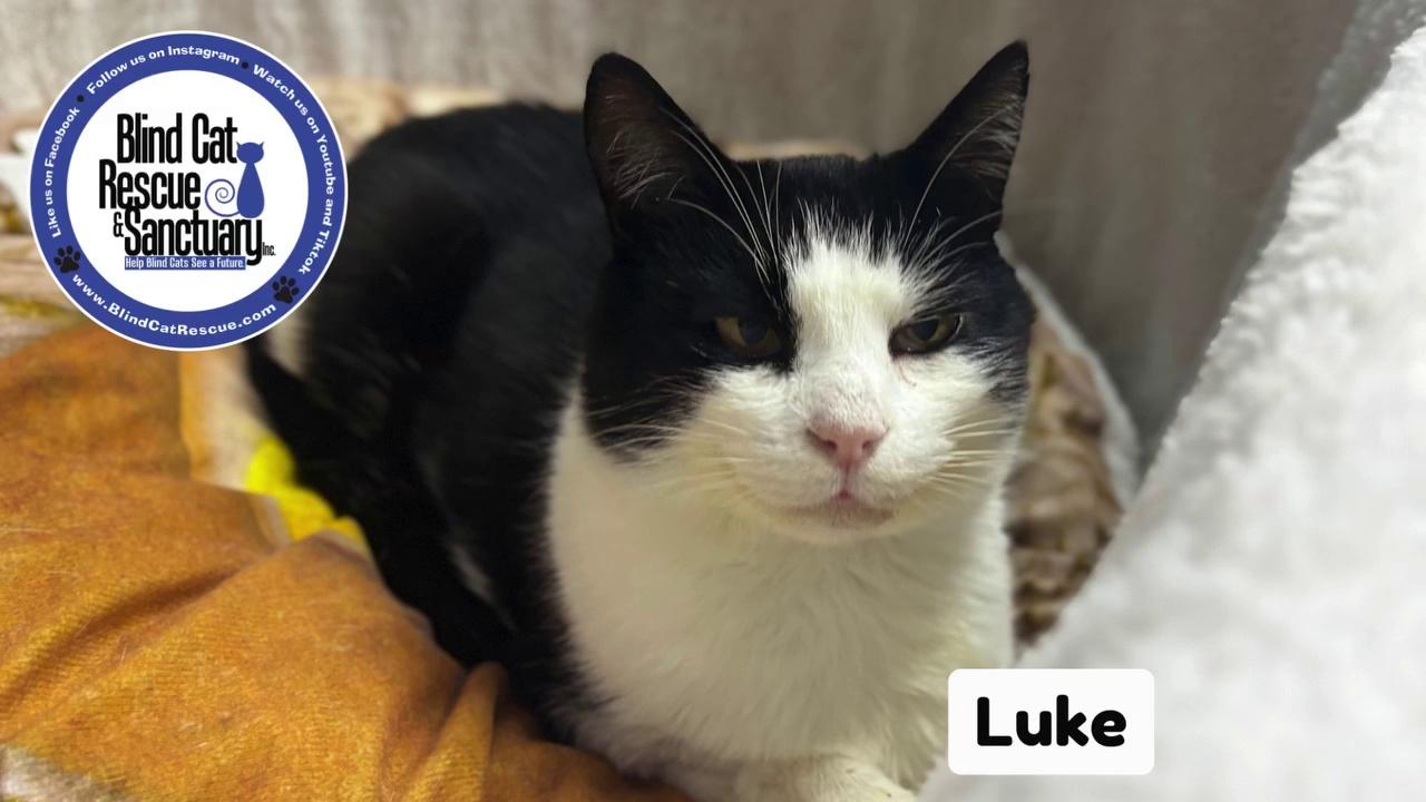 Let's have a tasty snack with Luke! He loves to eat lots of churu and pate in his lick mat!
Learn more about Luke and how to sponsor him here: http://www.blindcatrescue.com/cats/luke.htm