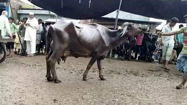 Depalpur pashu Mandi 6 August sasti bhaise