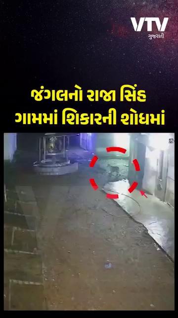 ગીર સોમનાથ: ગોકુલ ગૌશાળામાં શિકાર માટે સિંહના આંટાફેરા, CCTVમાં ઘટના કેદ