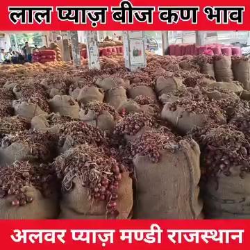 प्याज़ बीज कण भाव आज अलवर मण्डी राजस्थान/ Onion Seeds Rate Alwar Mandi Rajasthan India/ Pyaj Beej Bhav Alwar