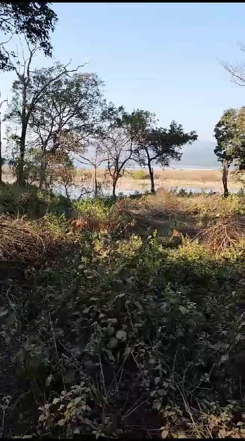 Jim Corbett National Park Ramnagar, Nainital