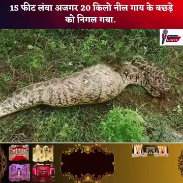 15 फीट लंबा अजगर 20 kg नील गाय के बछड़े को निगल गया.
ब्यावर के रायपुर उपखंड के बर गांव के निकट स्थित शिकारबाड़ी के पीछे की घटना।