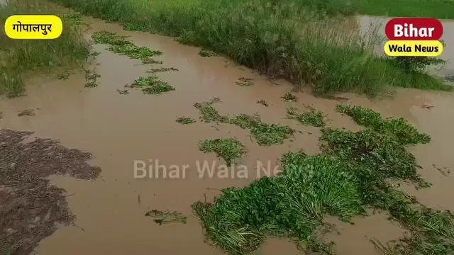 औराई प्रखंड के बसंत गोपालपुर का दृश्य देखिए बागमती नदी का।