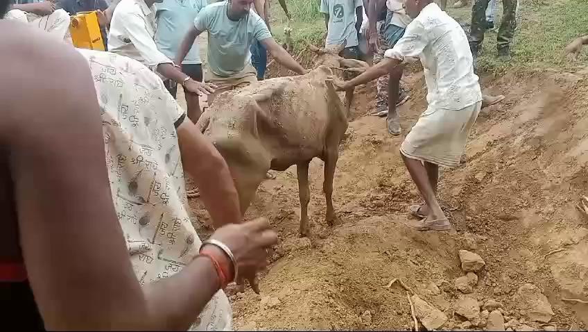 *बहुत बहुत धन्यवाद प्रशासन का और समाजसेविका नारी शक्ति बहिन मनोरमा शर्मा का जिन्होंने ग्रामीणों की सूचना पर पुलिस और प्रशासनिक अधिकारियों को फोन पर सूचना दी और समय पर ग्राम पिपरी में अंधे कुएं में गिरी गाय को सही सलामत बहार निकाला गया सभी सहयोगियों का धन्यवाद गो माता आप सभी के मनोरथ पूर्ण करे और आशीर्वाद बनाए रखे।