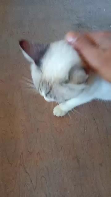 Ito yong pusa kong napaka kulit at napaka cute