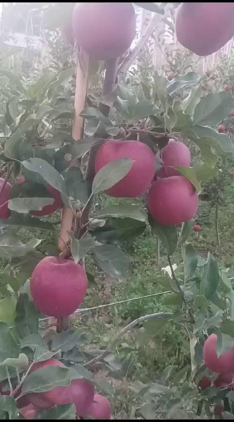 Plantation by Gardener's choice nursery Pulwama bundzoo
at main Town Tral
Date of plantation:25 May 2023
Booking started for High density orchard development
Contact on 7006353907 7889849851(Pulwama shopian Srinagar and budgam)
Contact no +91 70067 24359( Anantnag and kulgam)
Contact on +91 88039 87898 Baramulla Kupwara and Bandipora)
Limited plants are available
7+ and 5+
Stone fruits like cherry, Plum, Apricot, Peach etc
Are also available