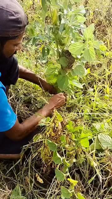 चिमणी च घरटे तुटलं आहे आता चिमणी चारायला बाहेर गेली आल्यानंतर तिला जर आपले अंडे दिसले नाही तर ती कासावीस होईल म्हणून आम्ही तिचे तुटलेले घर पुन्हा उभे करण्याचा प्रयत्न करीत आहोत.