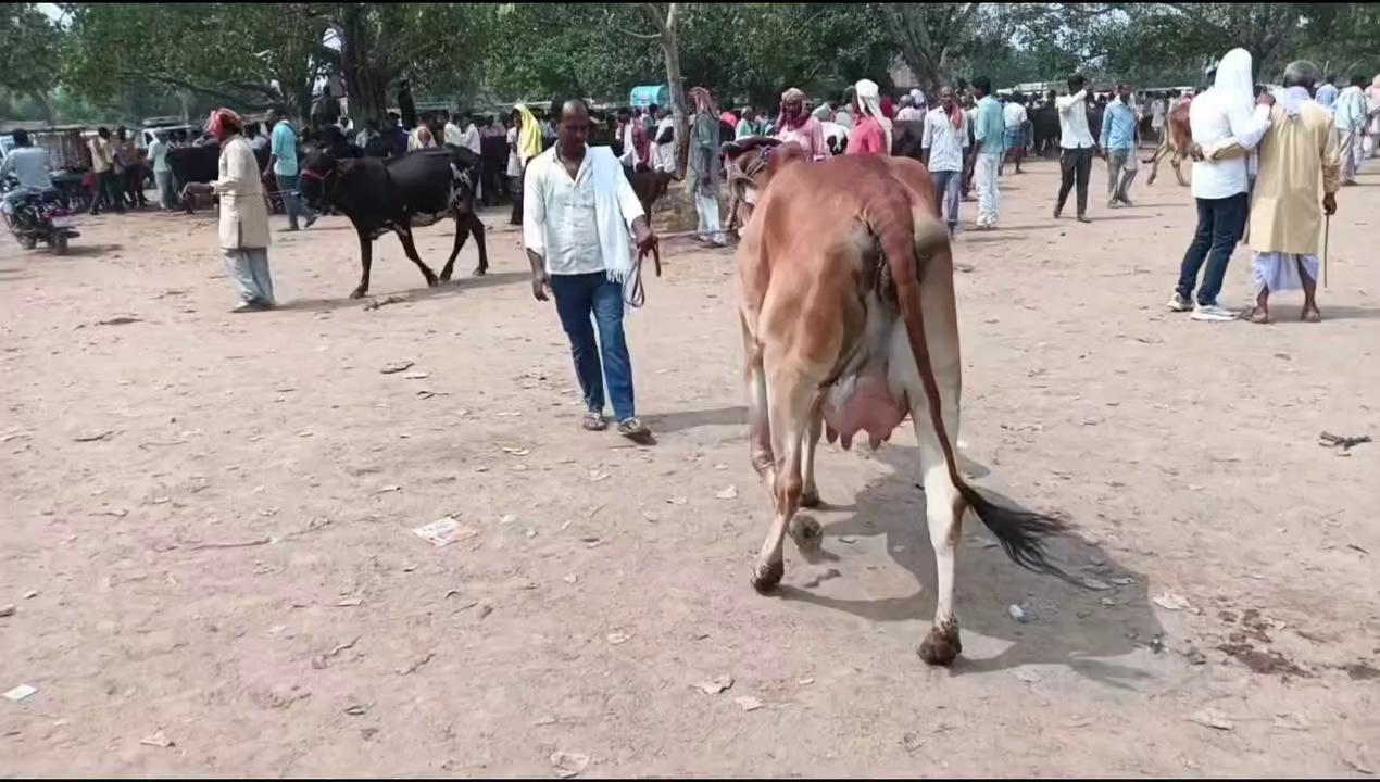 औरंगाबाद से पहुंचे ऐनखां के मेले में गाय लेने।। Bihar ka pashu mela/ cow/ Animals/ Cattle market