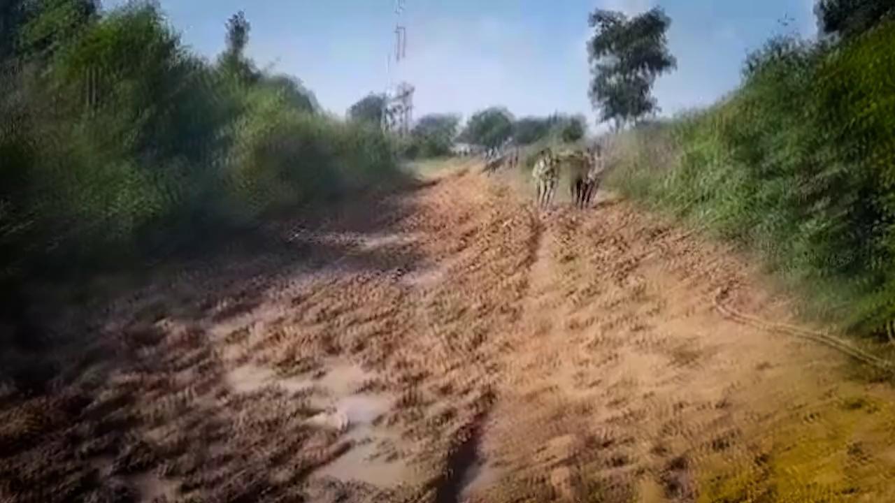 Bundelkhand में सड़क ना होने से ग्रामीणों ने चारपाई पर लीटाकर मरीज को अस्पताल पहुंचाया | Chhatarpur