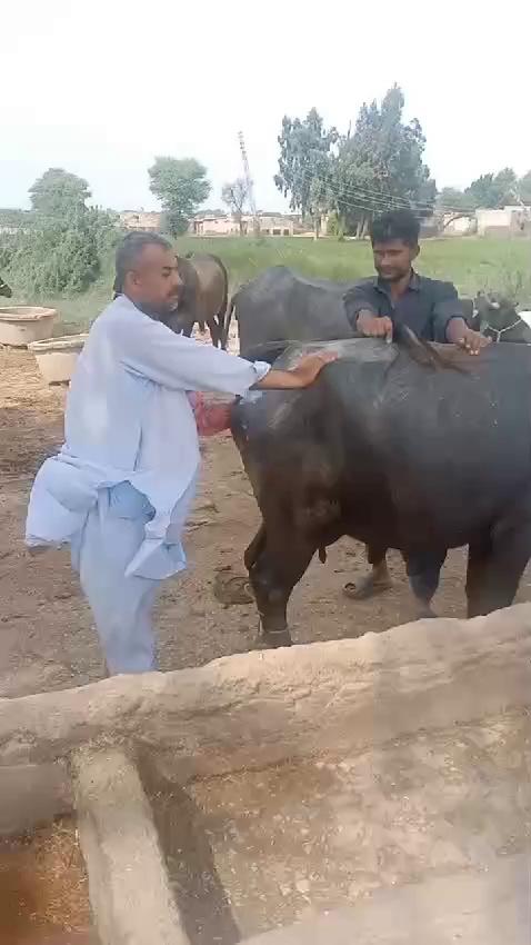 Today Performed Pregnancy Diagnosis in Buffalo Breed Mr Huzafa Railway station Taulka Kotri 031111795955 Technical Team Dr Ghulam Hyder Jamali Mr Amir Ali jokhio Livestock Inspector Hyderabad Under Supervision Dr Iqatidar Ali Memon Sb Additional Director Livestock Production Hyderabad Dr Ghulam Muhammad Jiskani Sb Deputy Director Livestock Production Hyderabad 12.8.2024...