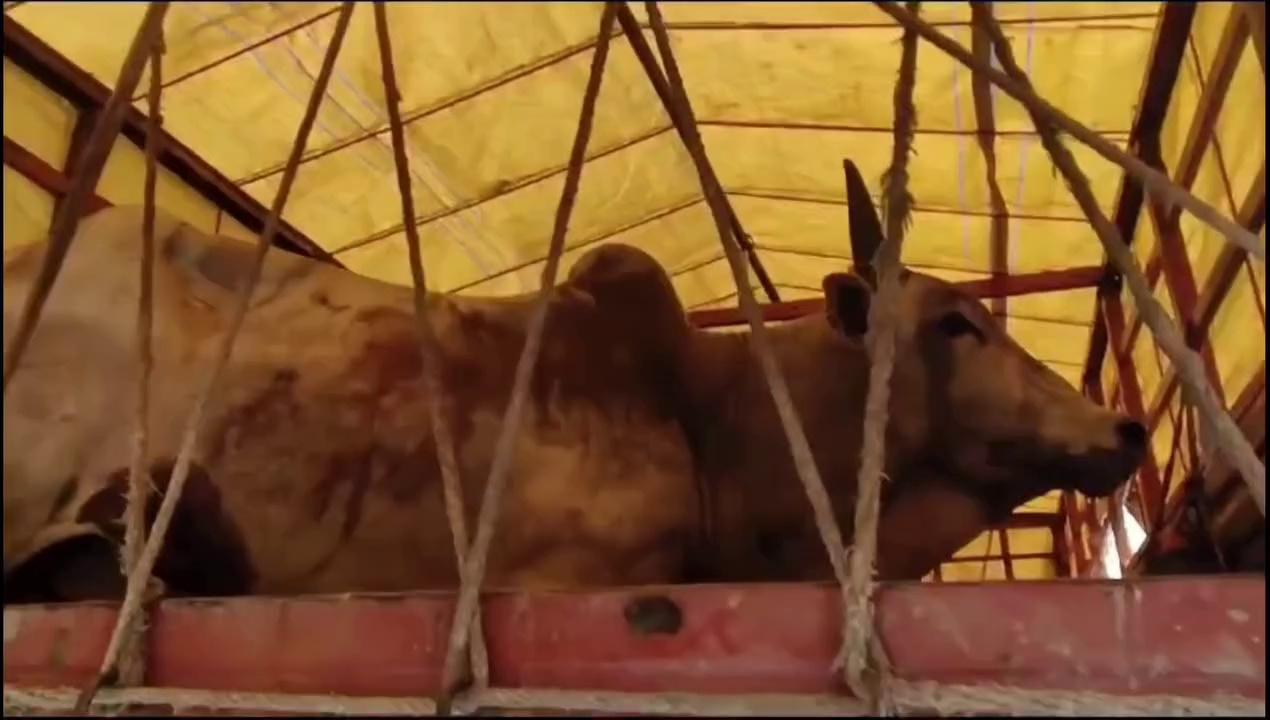 12 पशु को उत्तरप्रदेश से सिवान ले जा रहे पशु तस्कर को गोपालगंज पुलिस ने किया गिरफ्तार
