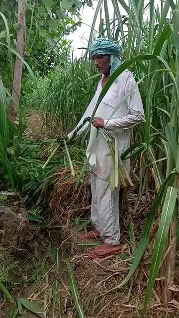 || भारत के गांव
की जिंदगी || India Village
farmer video
|| India Village ||
#indiavillage
Indian real village, Daily routine village life In India, real life in indian village,
village life, indian village life, indian village, rural life india, village life in india, real life india, village, village life india, india village life, rural life, farmer life, india life, india, village life of india, village life uttar pradesh, life, rural life in india, rural life of india, village life daily routine in, india farmer life, village life of india up, uttar pradesh village, village life vlog, rural life india village, village lifestyle, rural life india, real life india, india, rural life, indian village life, rural life of india, village life in india, rural life up, india farmer life, village life, rural life in india, rural life, indian farmers, indian farmer vlogs, india farmer, indian farming, indian farms, real , farmer life, life india, rural life india up, village life, india village life, rural india, indian village, india vlog video, india rural life, rural india life, life, indian, india farmer, nature rural life, indian life, real life india, , life, village life of india, farmer life, indian village, indian rural life, life india, life of poor people in india, up india, india life, life of india, life in india, poor people of desi life ,
indian village life,
indian village food,
indian village girl,
indian village game,
indian village in africa,
indian village cooking channel,
Uttar Pradesh Village,
uttar pradesh village life,
uttar pradesh village life vlog,
uttar pradesh village lifestyle,
uttar pradesh village food,
uttar pradesh village wedding video,
uttar pradesh village house,
uttar pradesh village tour,
uttar pradesh village home design,
up Village,
up village life,
up village life vlog,
up village food,
up village wedding video,
up village marriage,
up village lifestyle,
up village vlog,
up village cooking,
up village song,
up village shadi video,
#dailyvlog
vlogginglifestyle
#JabaramVlogs
#RameshRajVlog
#ScienceWalaShankar
#SintuReenaVlogs
#Myvillageofficial
#Delhivlogsheetal
#villagevlog
#village
#villagelifestyle
#villagelifestylevlog
#dihatilife
#dihatilifestyle
ms family vlog
#gareebmsvlogs
#jitendraSaini94
Jabaram Vlogs,
Ramesh Raj Vlog,
Science Wala Shankar,
Sintu Reena Vlogs,
Myvillage official,
Delhi vlog sheetal,
Daily vlogs,
dailylifevlogs,
India vlogs,
Daily vlogs video,
Vlogs video,
gareeb m s vlogs,
garib ms vlog,
gareeb m_s vlog,
ms garib,
vijay riya vlogs,
vijay riya,
vijay riya video,
vijay riya ka ladai,
sunil gudiya vlogs,
sunil gudiiy vlog,
goan ka ladka,
goan ka ghar,
vlog,
vlogs,
funny vlog,
Rangila family vlogs,
Rangila family vlog ,
vlog video,
new vlog video,
daily vlog video,
daily vlog,
new vlog video,
daily vlogger,
daily vlogs india,
daily vlogs,
daily vlog channel,
daily vlog video,
Village life indian vlog,
Village cooking channel,
Life of a daily vlogger,
Hindi vlogs,
How to make daily vlogs,
Middle class boy vlog,
Sourav joshi vlogs,
Life style vlogs,
Uttarpradesh vlog,
Siddharth Nagar vlog,
Indian couple vlog,
sourav joshi vlogs,
delhi vlog sheetal,
elvish yadav vlogs,
bijnor,
farmer life,
gareeb ms vlog,
gareeb ms vlogs,
garib vlog,
india village life,
india vlog by foreigners,
sher mein dehat,
shirazi village vlog,
uttar pradesh village,
uttar pradesh village life,
vijay riya vlogs,
vlog video,
vlog village,
Village couple vlog,
Village vlog,
Village food,
Village life style,
Indian village cooking,
Village cooking channel,
Village life indian vlogvlog,
Village lifestyle vlog,
Village lifestyle vlogs,
Village vlogging,
Vijay life,
Village lifestyle vlog video,
Forest Villege vlogs,
shahnagar Vlogs,
Haldaur Vlogs,
Bijnor Vlogs,
Uttar Pradesh Vlogs,
Andhra Pradesh Vlogs,
Arunachal Pradesh Vlogs,
Assam Vlogs,
Bihar Vlogs,
Chhattisgarh Vlogs,
Goa Vlogs,
Gujarat Vlogs,
Haryana Vlogs,
Himachal Pradesh Vlogs,
Jharkhand Vlogs,
Karnataka Vlogs,
Kerala Vlogs,
Madhya Pradesh Vlogs,
Maharashtra Vlogs,
Manipur Vlogs,
Meghalaya Vlogs,
Mizoram Vlogs,
Nagaland Vlogs,
Odisha Vlogs,
Punjab Vlogs,
Rajasthan Vlogs,
Sikkim Vlogs,
Tamil Nadu Vlogs,
Telangana Vlogs,
Tripura Vlogs,
UttarPradesh Vlogs,
Uttarakhand Vlogs,
West Bengal Vlogs,
Mohammadpur Deomal Vlogs,
Haldaur Vlogs,
kiratpur Vlogs,
Najibabad Vlogs,
Kotwali Vlogs,
Nehtaur Vlogs,
Noorpur Vlogs,
Dhampur Vlogs,
Afzalgarh Vlogs,
Sehora Vlogs,
Jalilpur Vlogs,
Bijnor Vlogs,
Sherkot Vlogs,
Jhalu Vlogs,
Mandawar Vlogs,
Badhapura Vlogs,
Jalalabad Vlogs,
Sahanpur Vlogs,
Youtube https://www.youtube.com/jitendrabnvlogs
Face Book https://www.facebook.com/profile.php?id=100079283798091